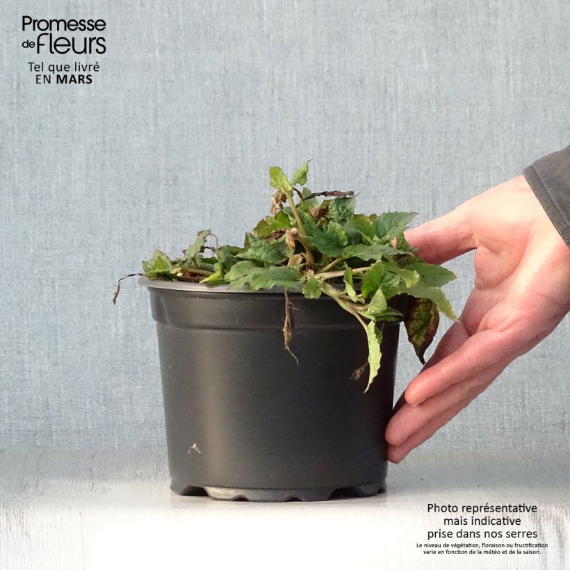 Amostra de Symphytum grandiflorum Vaso de 2 L/3 L tal como entregue na primavera