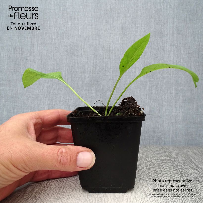 Amostra de Symphytum officinale - Consolda-russa Vaso de 8/9 cm tal como entregue no outono
