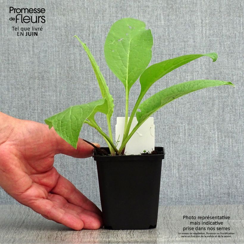 Amostra de Symphytum officinale - Consolda-russa Vaso de 8/9 cm tal como entregue no verão