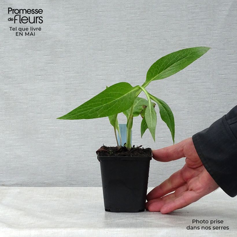 Amostra de Symphytum officinale - Consolda-russa Vaso de 8/9 cm tal como entregue na primavera