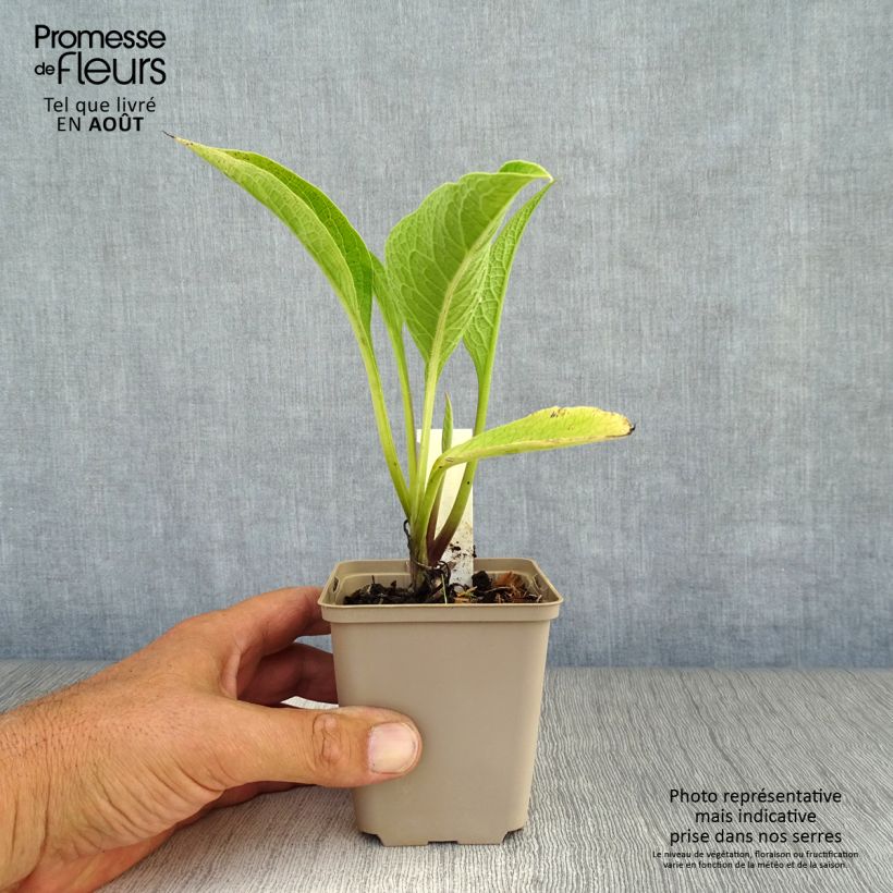 Amostra de Symphytum rubrum - Consolda-russa Vaso de 8/9 cm tal como entregue no verão