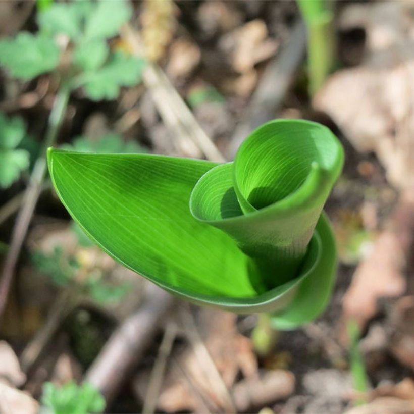 Lírio-do-vale Flore Pleno - Convallaria majalis (Folhagem)