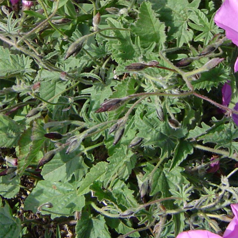 Convolvulus althaeoides (Folhagem)