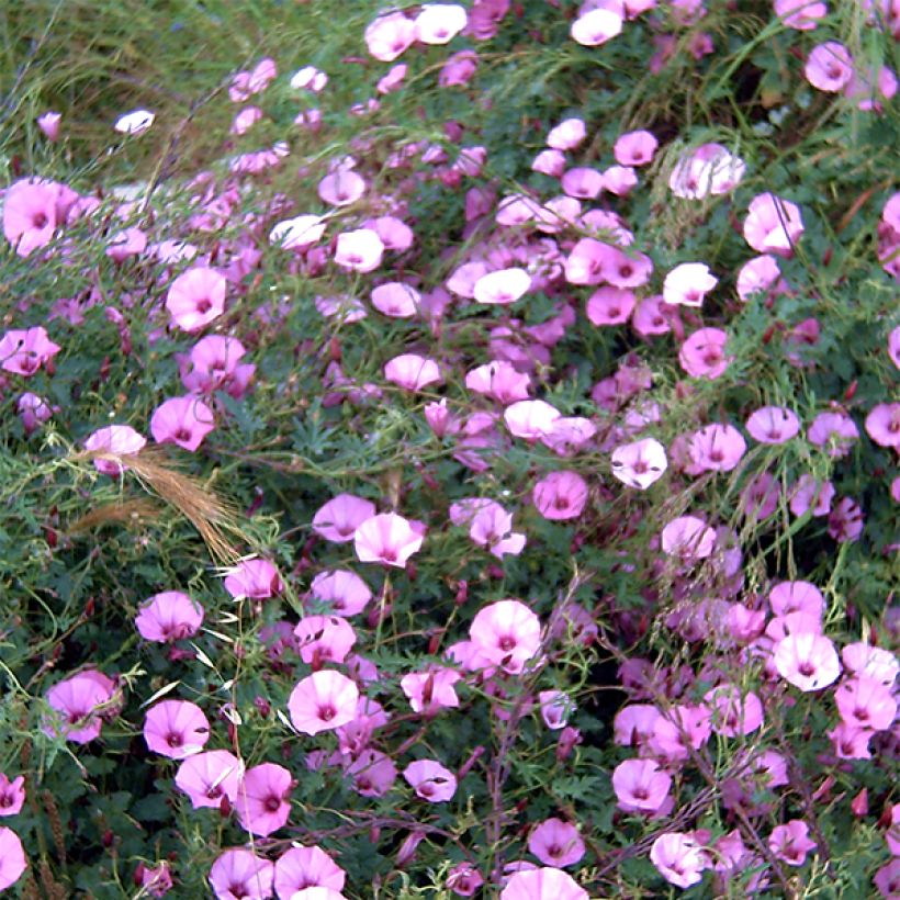 Convolvulus althaeoides (Floração)
