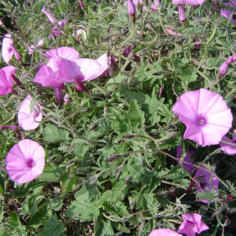 Convolvulus althaeoides (Hábito)