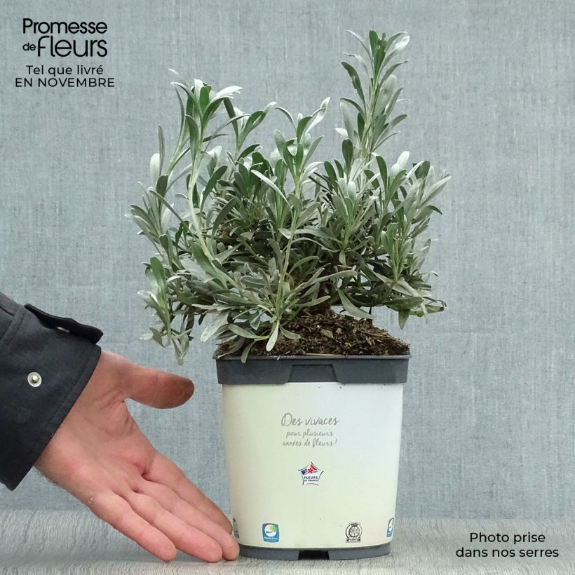 Amostra de Convolvulus cneorum Vaso de 2 L/3 L tal como entregue no outono
