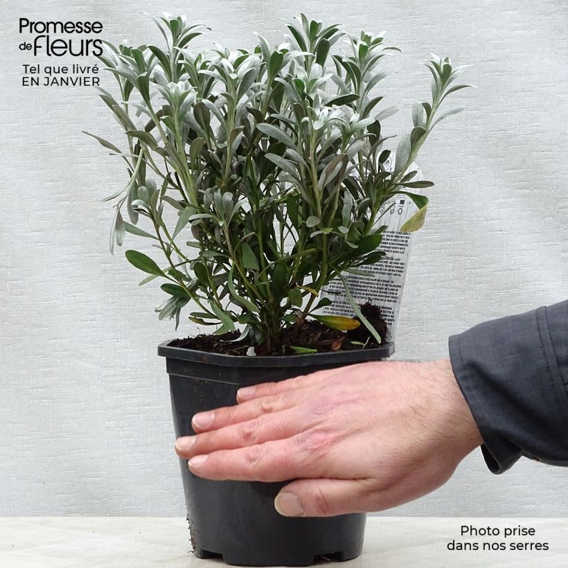 Amostra de Convolvulus cneorum - Liseron argenté Vaso de 2 L/3 L tal como entregue no inverno