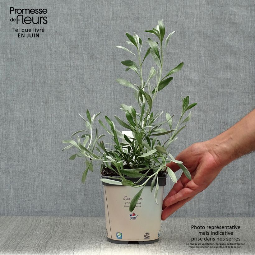Amostra de Convolvulus cneorum Vaso de 2 L/3 L tal como entregue no verão