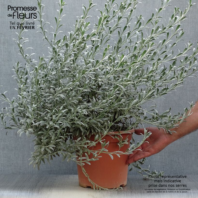 Amostra de Convolvulus cneorum Vaso de 7,5 L/10 L tal como entregue no outono