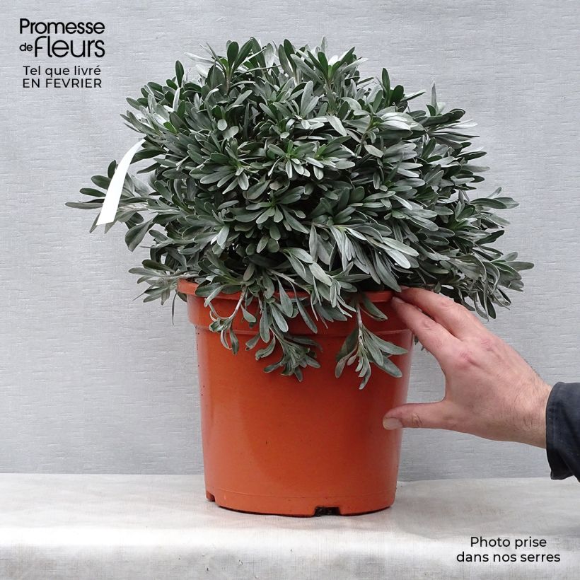 Amostra de Convolvulus cneorum - Liseron argenté Vaso de 7,5 L/10 L tal como entregue no inverno