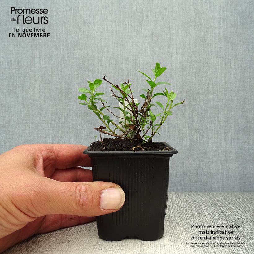Amostra de Convolvulus sabatius Vaso de 8/9 cm tal como entregue no outono