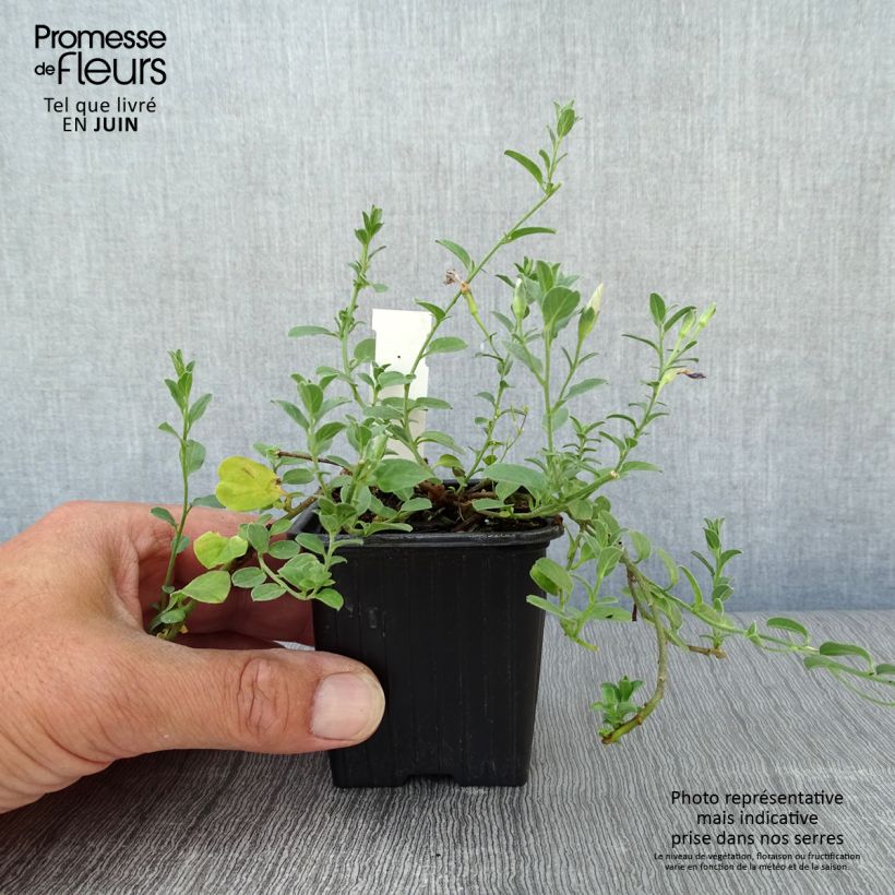Amostra de Convolvulus sabatius Vaso de 8/9 cm tal como entregue no verão