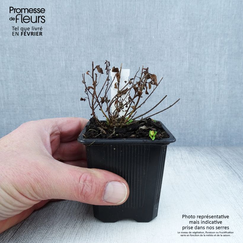 Amostra de Convolvulus sabatius - Liseron de Mauritanie Vaso de 8/9 cm tal como entregue no inverno