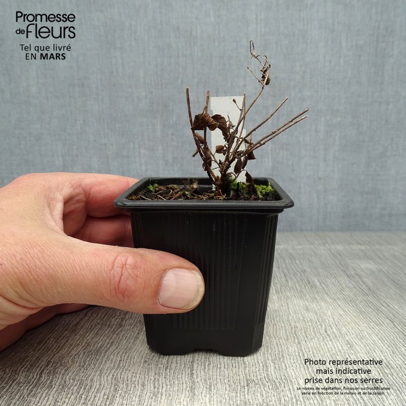 Amostra de Convolvulus sabatius Vaso de 8/9 cm tal como entregue na primavera