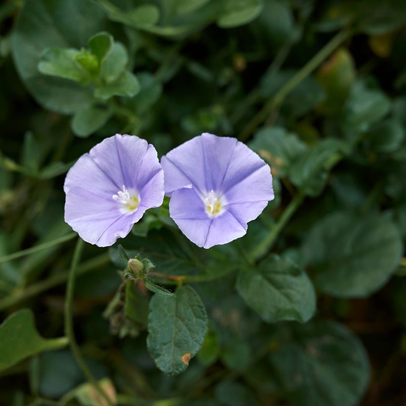 Convolvulus sabatius (Floração)