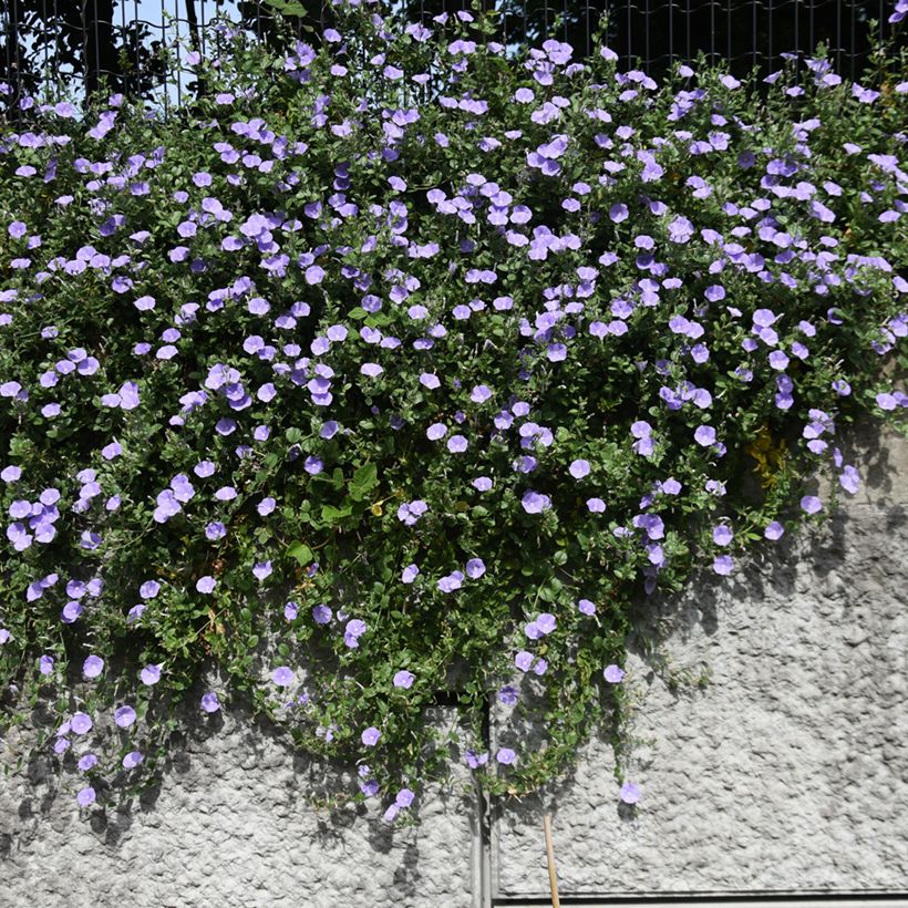 Convolvulus sabatius (Hábito)