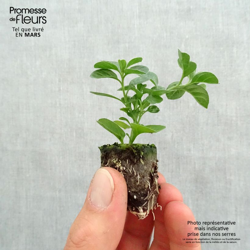 Amostra de Convolvulus sabatius Moroccan Beauty Mini-torrão Ø 3/4 cm tal como entregue na primavera