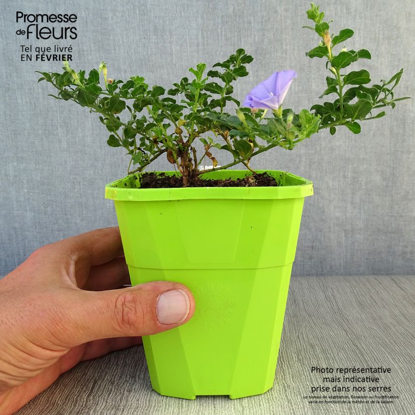 Amostra de Convolvulus sabatius Moroccan Beauty Vaso de 1 L/1,5 L tal como entregue no outono