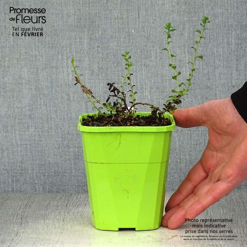 Amostra de Convolvulus sabatius Moroccan Beauty Vaso de 1 L/1,5 L tal como entregue no inverno