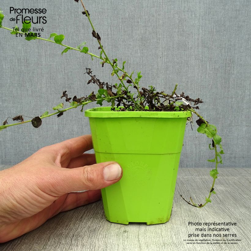 Amostra de Convolvulus sabatius Moroccan Beauty Vaso de 1 L/1,5 L tal como entregue na primavera