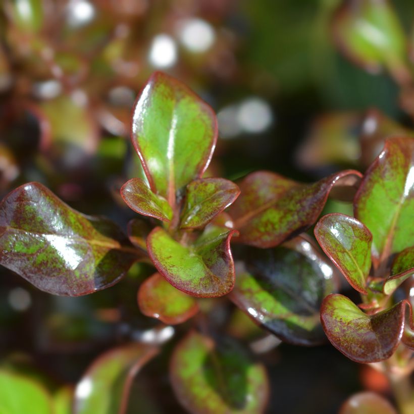 Coprosma Chocolate Soldier (Folhagem)