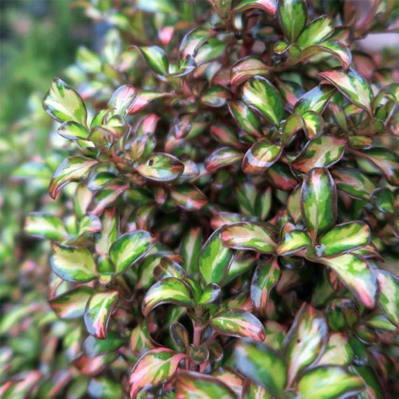 Coprosma Evening Glow (Folhagem)