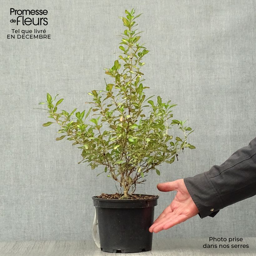 Amostra de Coprosma Evening Glow Vaso de 2 L/3 L tal como entregue no inverno