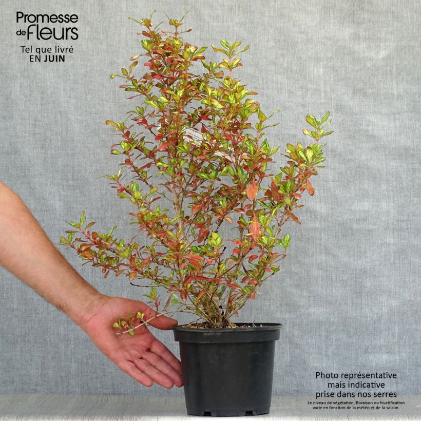 Amostra de Coprosma Evening Glow Vaso de 2 L/3 L tal como entregue no verão