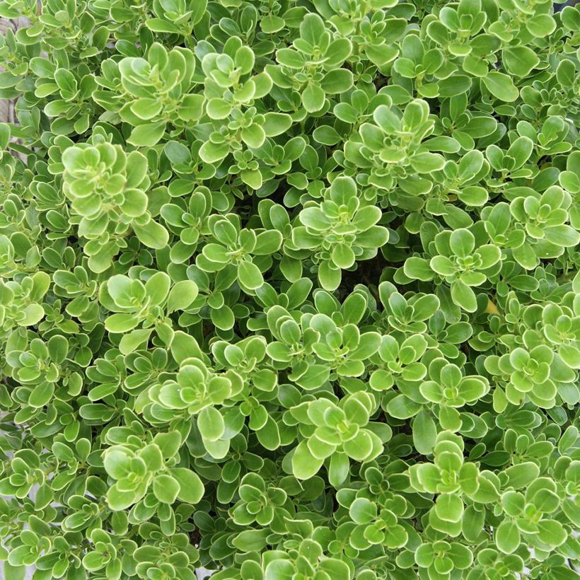 Coprosma Mini Mac (Folhagem)