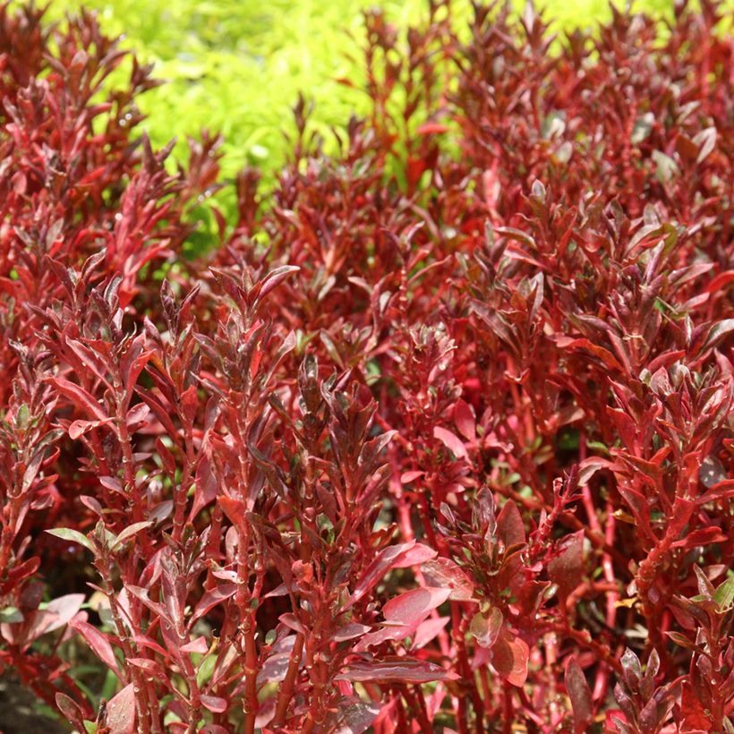 Coprosma Pacific Sunset (Folhagem)