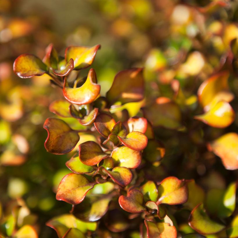 Coprosma Pina Colada (Folhagem)