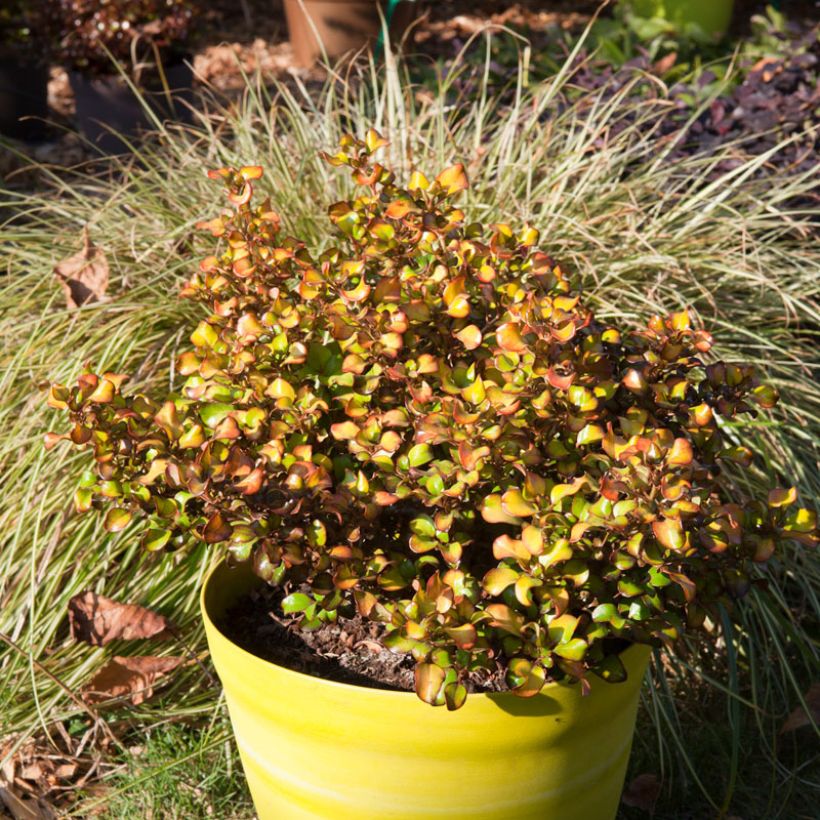 Coprosma Pina Colada (Hábito)