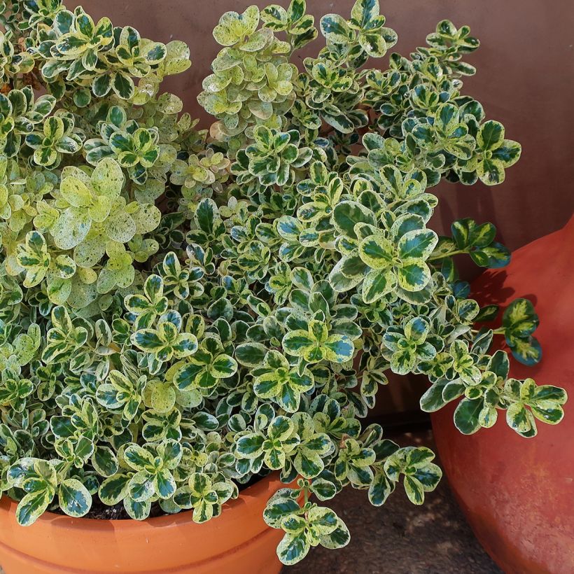 Coprosma repens Marble Queen (Hábito)