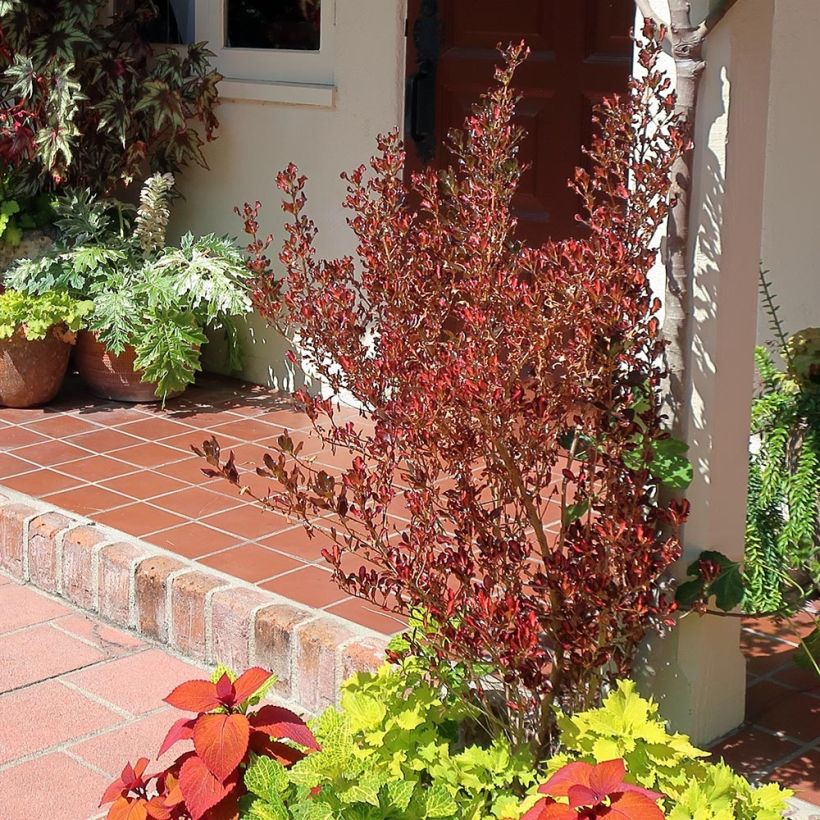 Coprosma Pacific Sunset (Hábito)