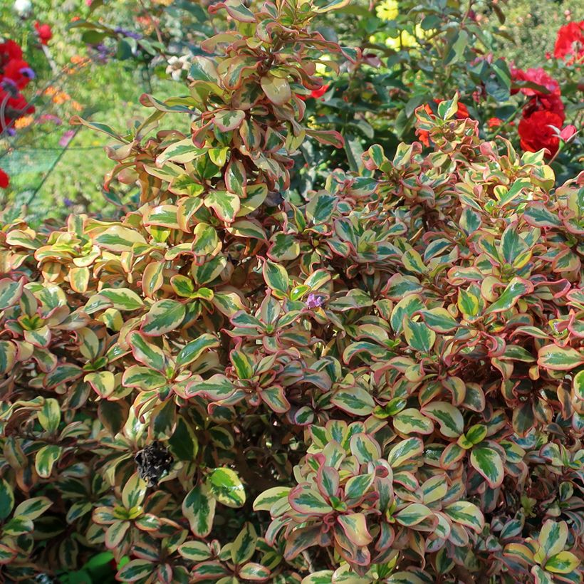 Coprosma repens Pink Splendor (Folhagem)