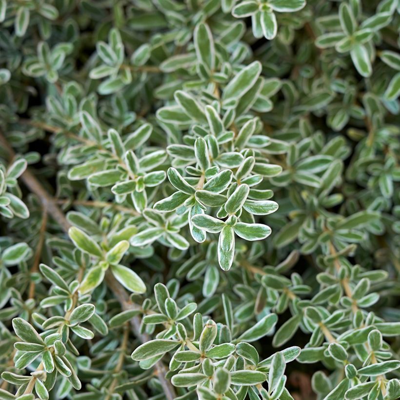 Coprosma kirkii Variegata (Folhagem)