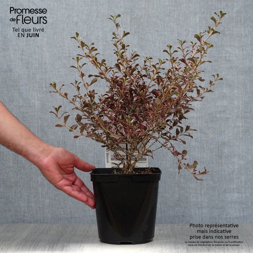 Amostra de Coprosma repens Fire Burst Vaso de 3 L/4 L tal como entregue no verão