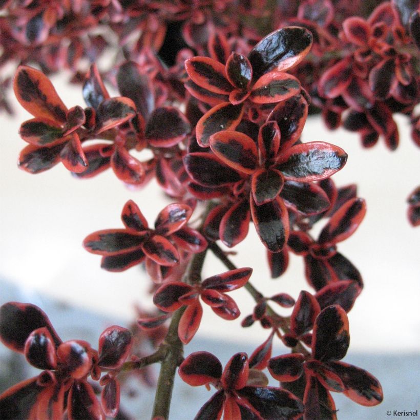 Coprosma repens Fire Burst (Folhagem)