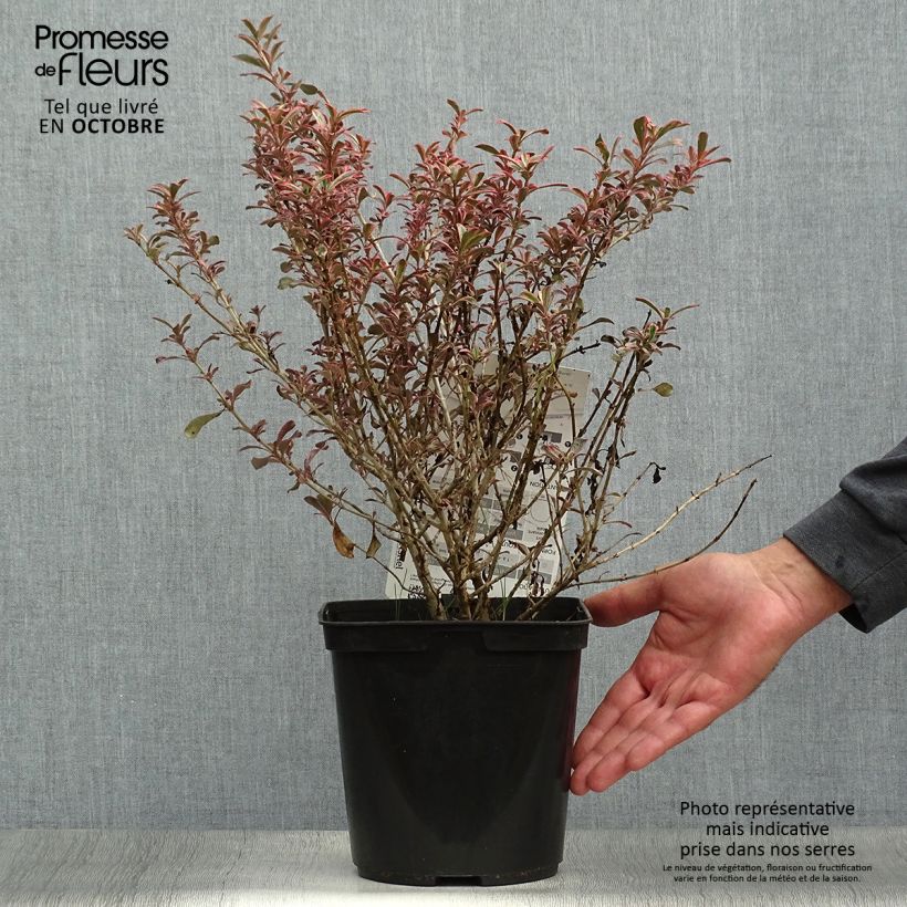 Amostra de Coprosma repens Fire Burst Vaso de 3 L/4 L tal como entregue no outono
