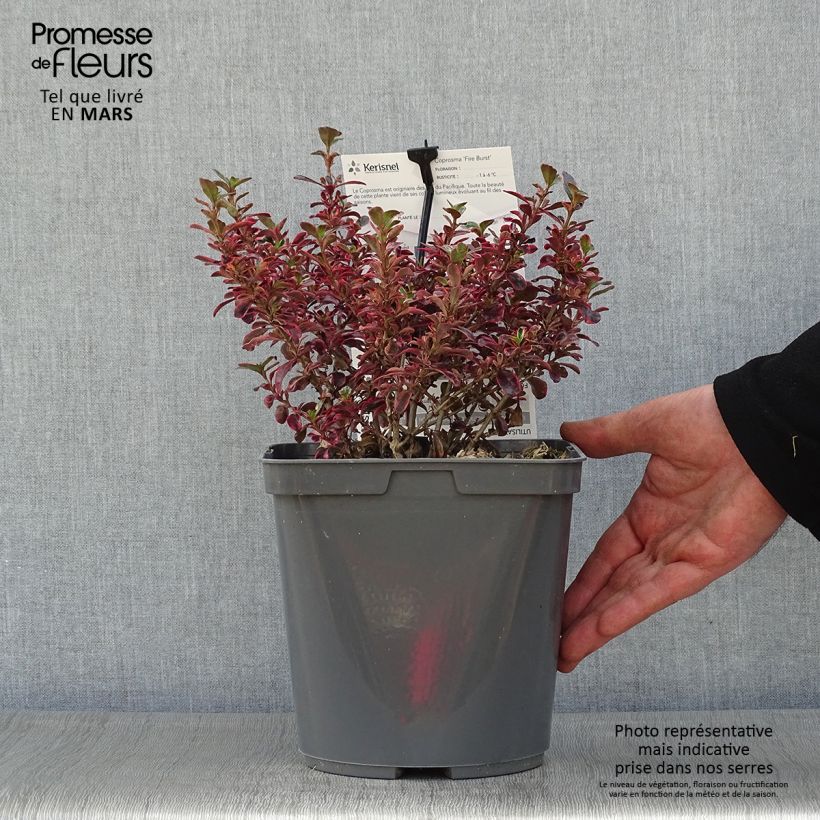 Amostra de Coprosma repens Fire Burst Vaso de 3 L/4 L tal como entregue na primavera