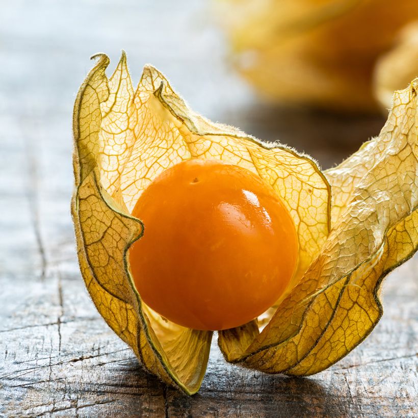 Fisális Vilmorin - Physalis edulis (Colheita)