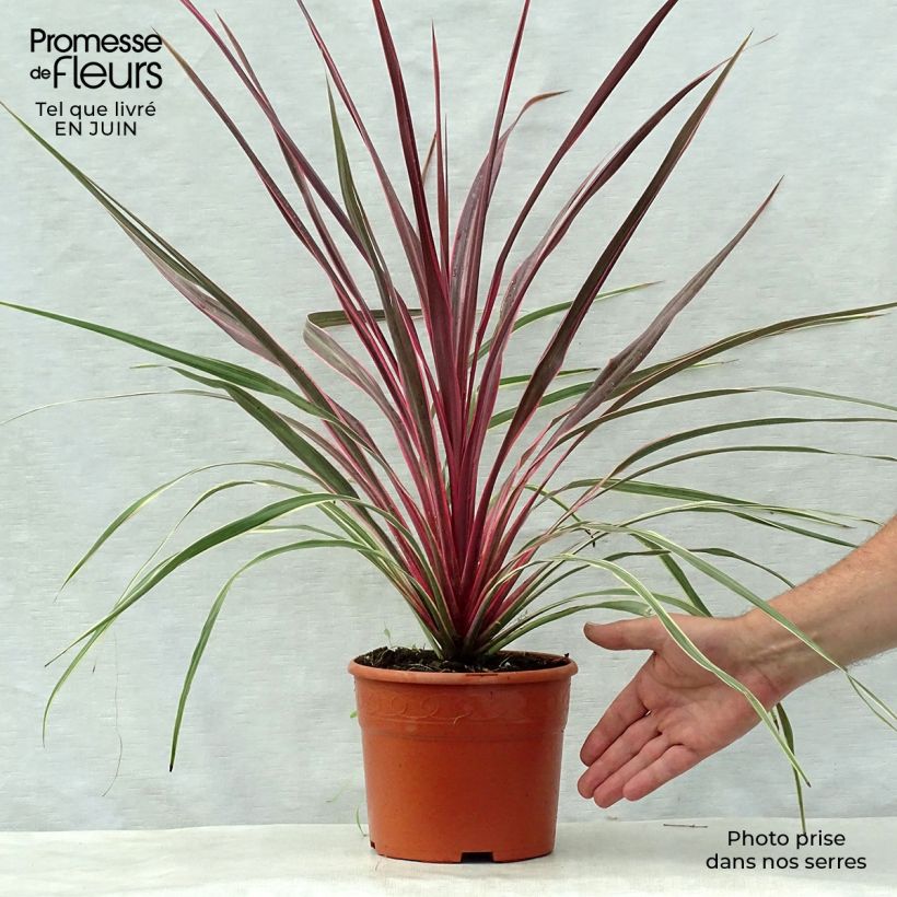 Amostra de Cordyline banksii Can Can Vaso de 2 L/3 L tal como entregue no verão