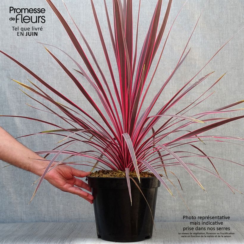 Amostra de Cordyline Charlie Boy Vaso de 4 L/5 L tal como entregue no verão