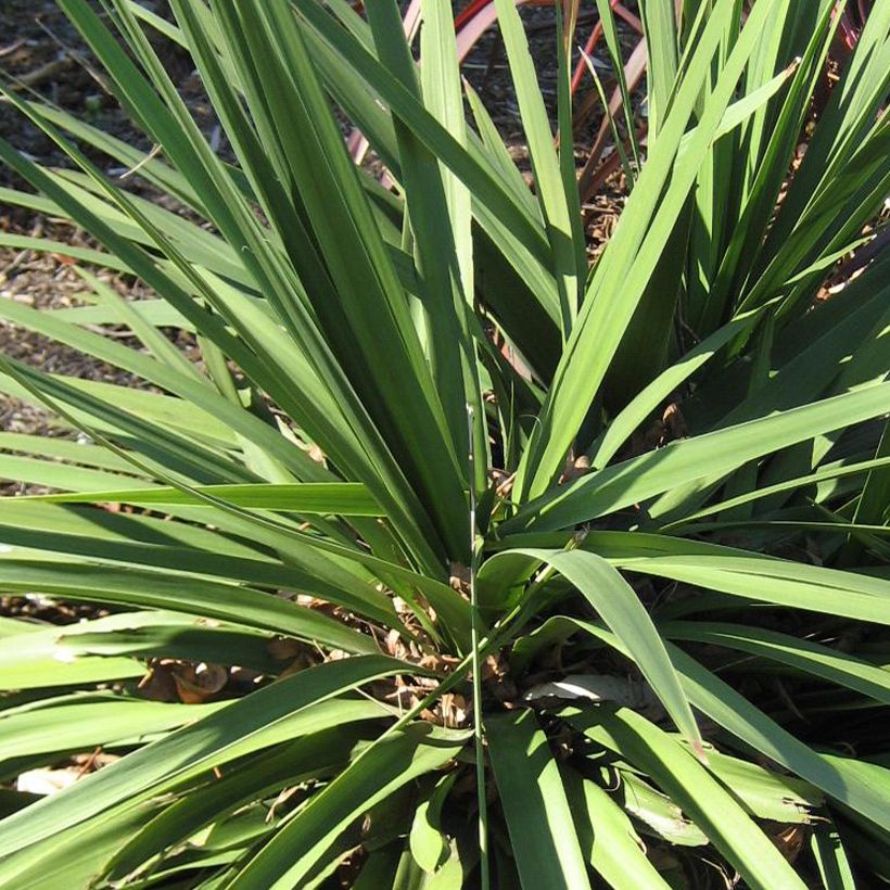 Cordyline Ti Tawhiti (Folhagem)