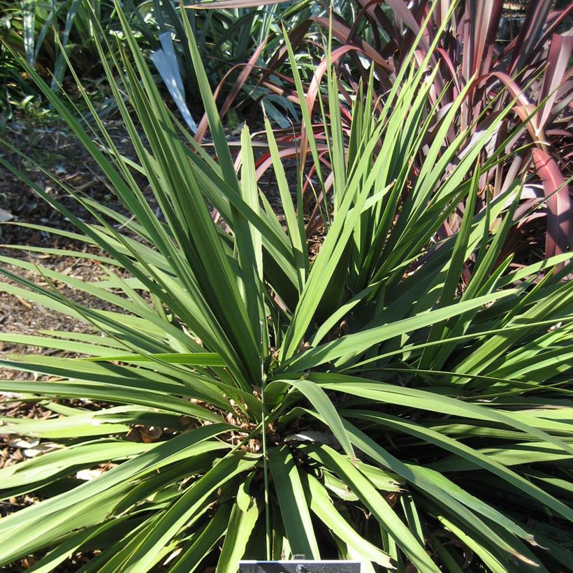Cordyline Ti Tawhiti (Hábito)