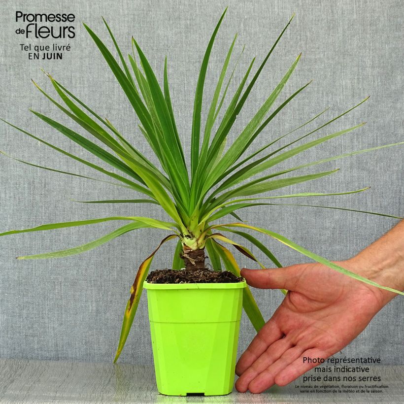 Amostra de Cordyline Ti Tawhiti Vaso de 1 L/1,5 L tal como entregue no verão
