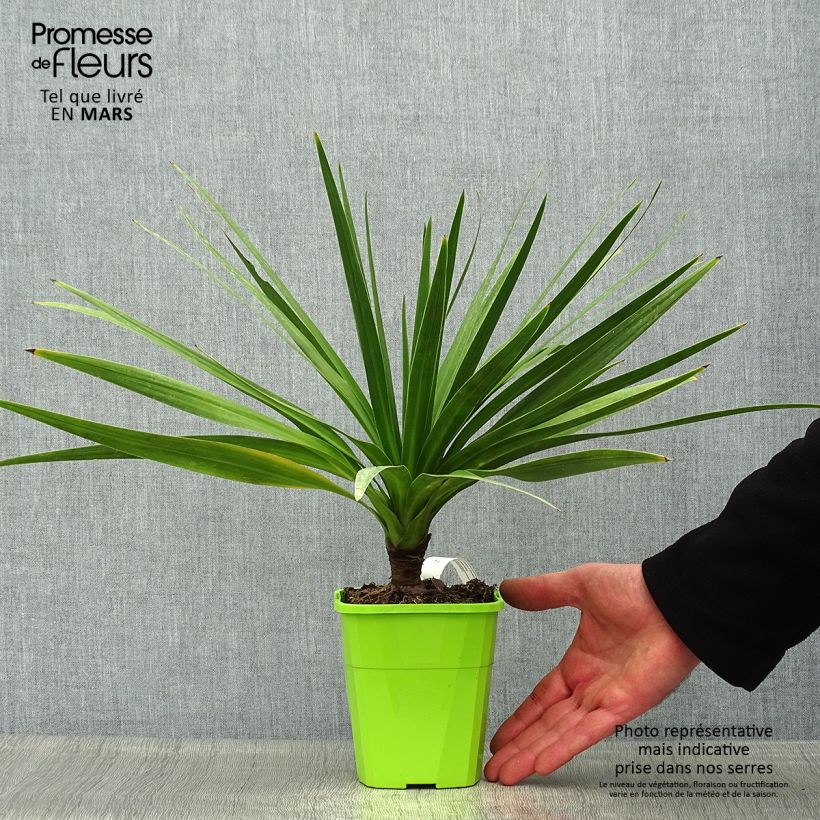 Amostra de Cordyline Ti Tawhiti Vaso de 1 L/1,5 L tal como entregue na primavera