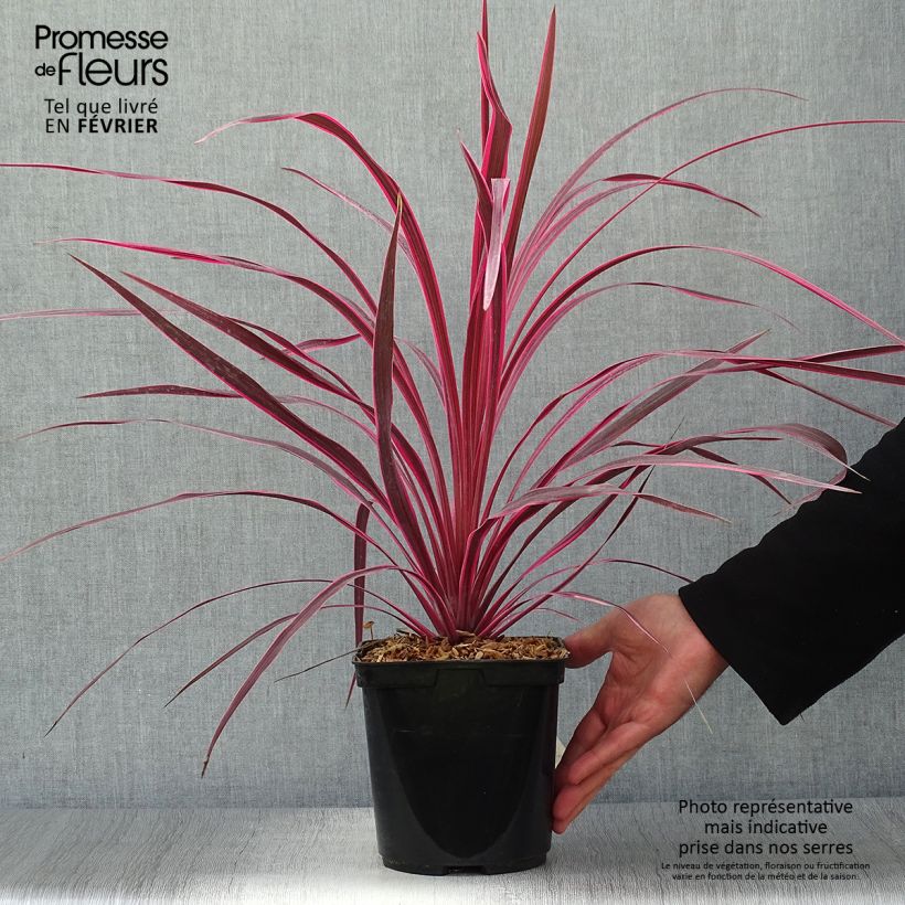 Amostra de Cordyline australis Cherry Sensation Vaso de 2 L/3 L tal como entregue no outono