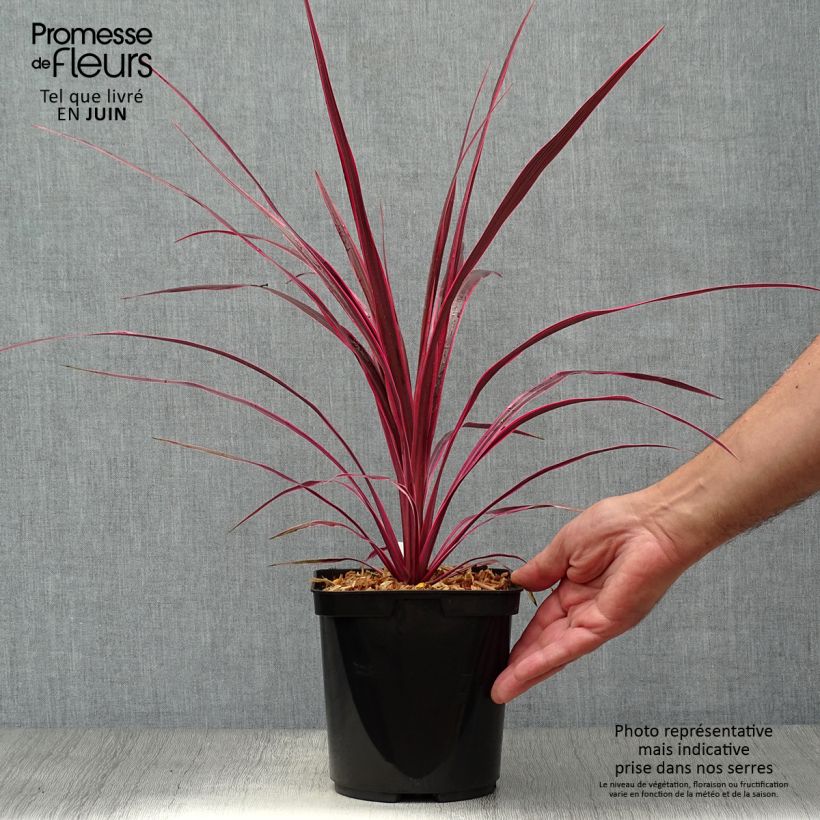 Amostra de Cordyline australis Cherry Sensation Vaso de 2 L/3 L tal como entregue no verão