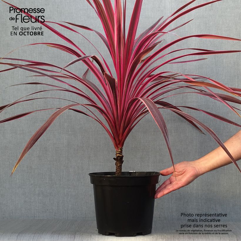 Amostra de Cordyline australis Cherry Sensation Vaso de 6 L/7 L tal como entregue no outono